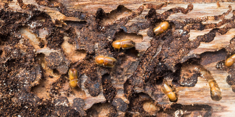 bark beetles burrowing into pine bark