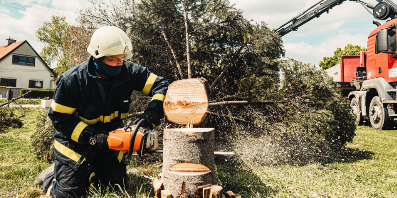removing sick and infested tree